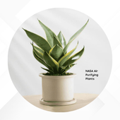 NASA Air Purifying Plants