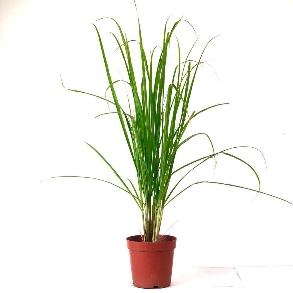 Peace Lily Plant