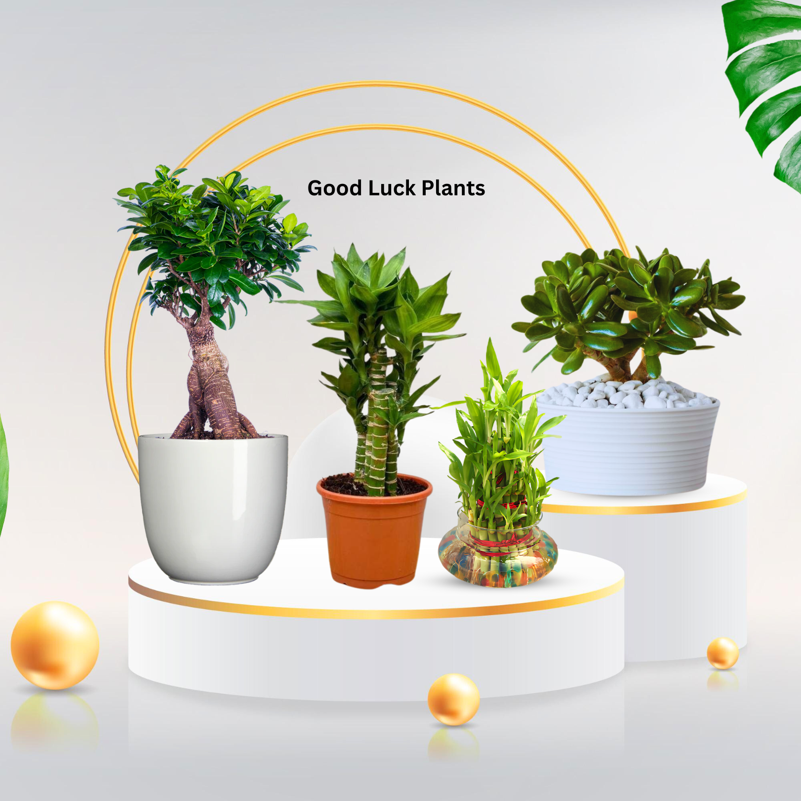 Good Luck Plants