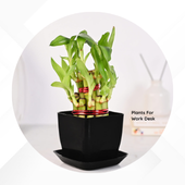 Plants For Work Desk