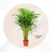 Air purifying plants