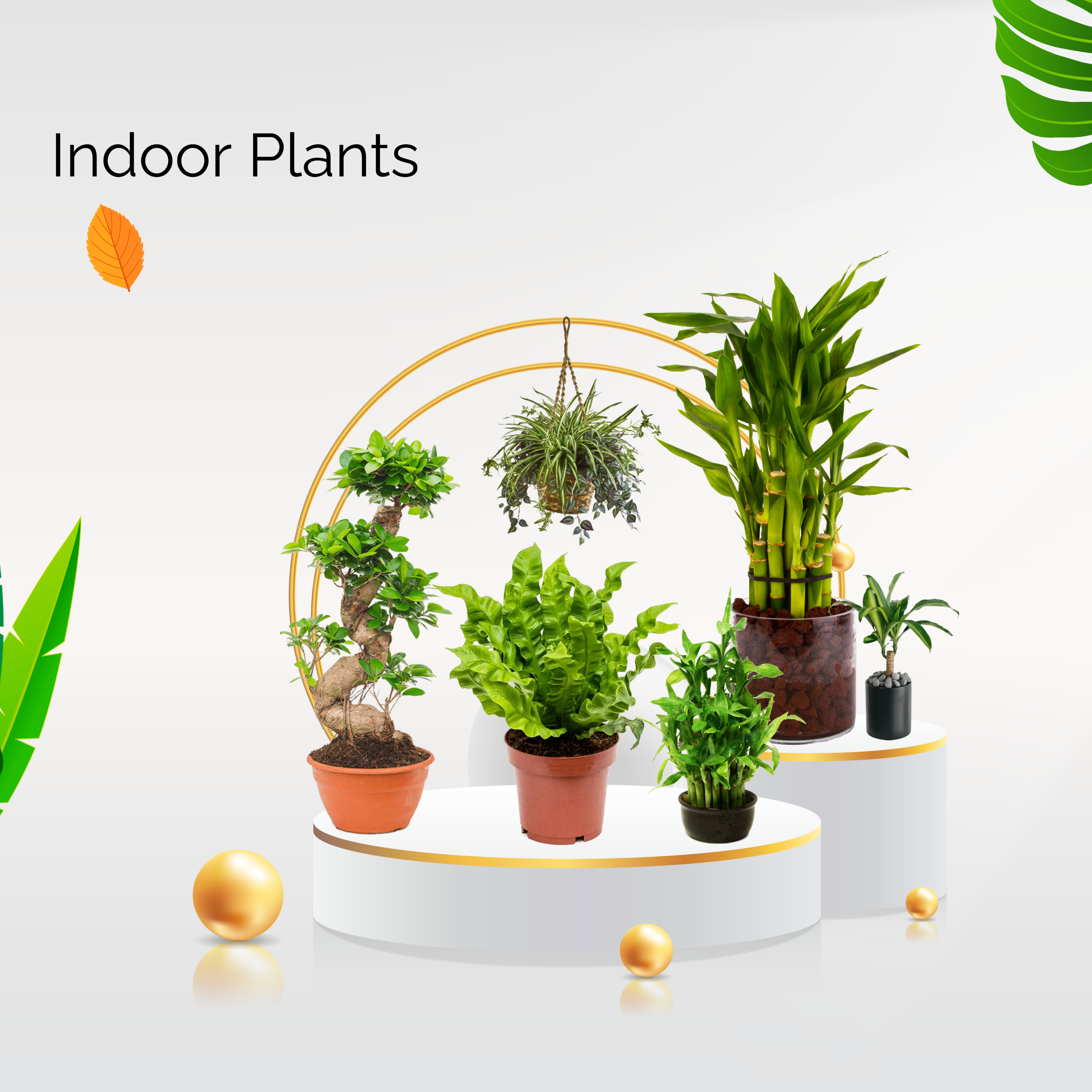 Indoor Plants