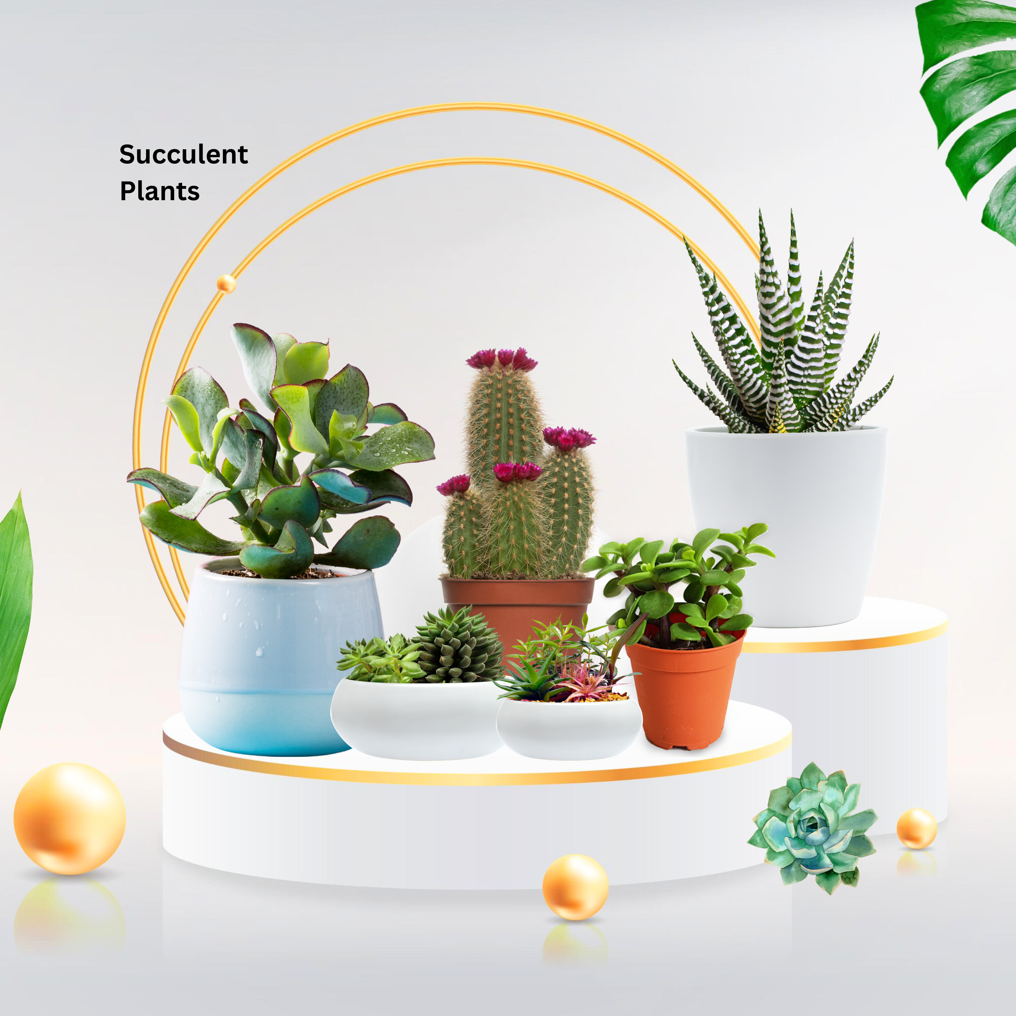 Succulent Plants