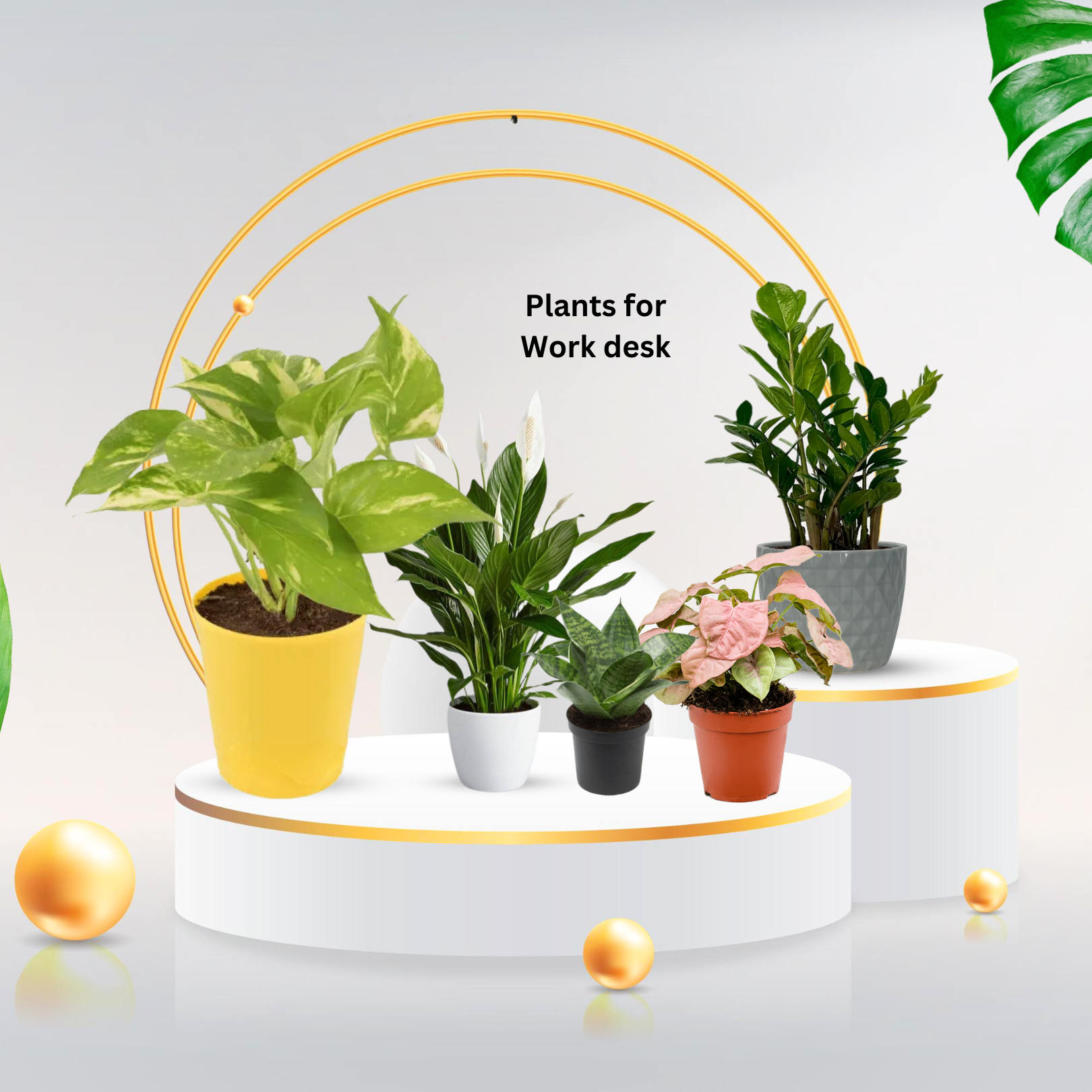 Plants For Work Desk
