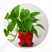 Plants for gift
